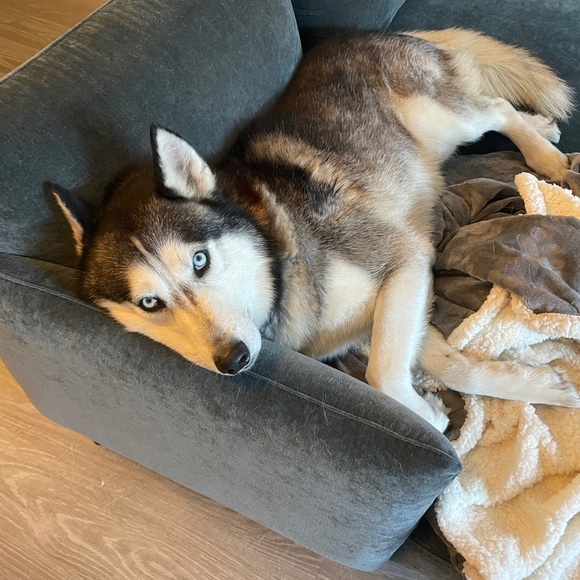 huskylover4life